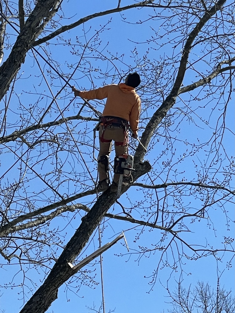 Professional arborist climbing and pruning a tree in Shelbyville, KY