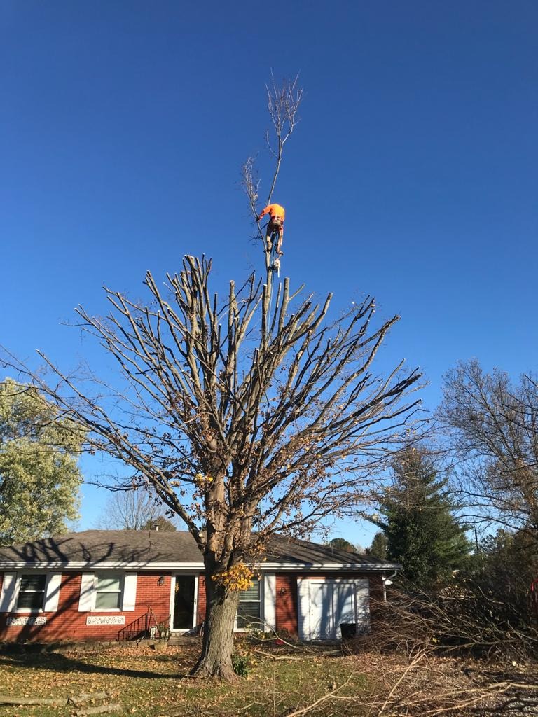 Tree Trimming, Pruning & Crown Work