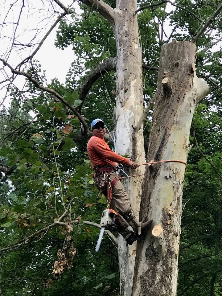 Tree Cutting