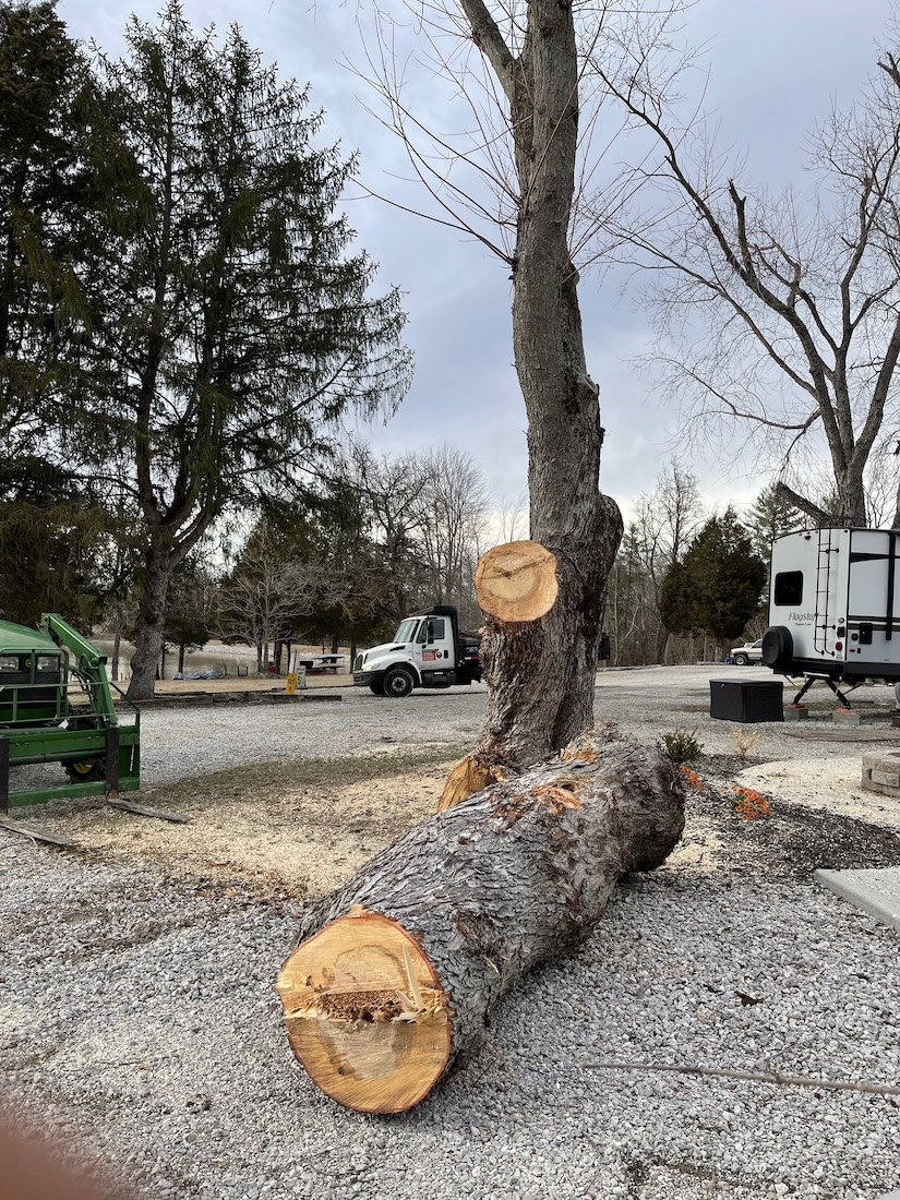 Tree Removal