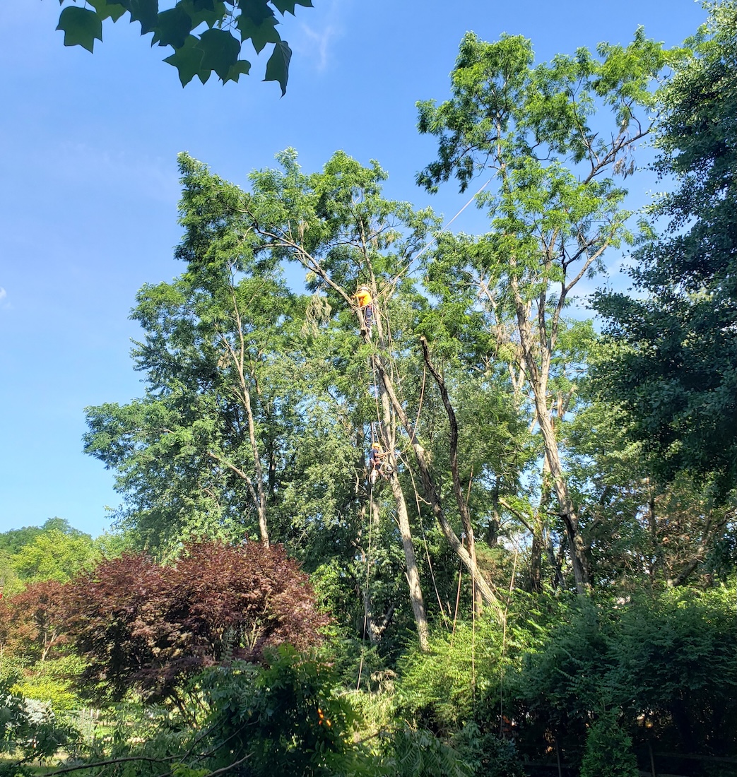 Tree trimming work in Shelbyville, KY